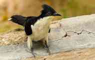 Sorochy cowing cuckoo